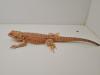Seltene rote Bartagamen Pogona Vitticeps zu kaufen
