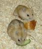 Dsungarische Zwerghamster in rot und weiß,  junge Hamster