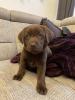Labrador Welpen braun mit Ahnentafel 