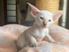Siam und OKH Kitten mit Papiere,  Lieferung möglich