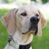 PALOA - weiblich  2 Jahre  60 cm  25 kg  Englisch Pointer  Gechipt  Kastriert  K