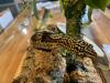 Leopardgecko,  1.0 Black Night