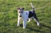 Drahthaar Foxterrier Welpe. Hündin.