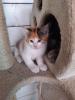 Katzenbabys suchen neues Zuhause