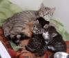Kitten suchen liebevolles Zuhause! ( aus dem Tierschutz)