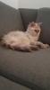 Anhängliches und verschmustes Selkirk Rex Mädchen
