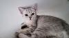 Bkh Kitten /  British Kurzhaar Kitten