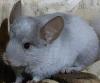 Chinchilla Angora Männchen