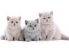 BKH kitten reinrassig,  blue,  Britisch Kurzhaar