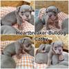 Old English Bulldog Welpen mit Ahnentafel