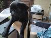 Wir suchen Mops Eltern,  kommen von Privat aus besten Händen:)