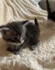 Maine Coon Kitten mit Papieren
