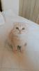 BKH Mix Scottish Fold Kitten 