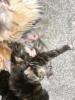 Main Coon Perser Babys
