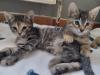 * 5 süße Kitten suchen ein liebevolles Zuhause *