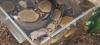 Boa Constrictor Imperator Weibchen,  geb. 2020