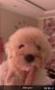 Goldendoodle Medium   Samojede