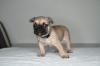 Französische Bulldoggen Welpen 