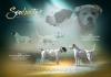 Sportliches Zuhause gesucht
