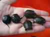 europ. Sumpfschildkröten
