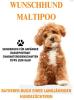 Der Maltipoo,  Malteser x Kleinpudel,  Rasse-Portrait,  Hundebuch über Welpenkauf, 