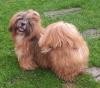 gold-weisser shihtzu Rüde ( fuer die Ausstellung )
