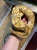 1.0 Coral Glow Cinnamon ph Pied