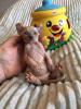 Katze Nacktkatze Sphynx Elfen Kitten Kätzchen weiblich und männlich € 1.400, - Fe