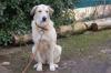 Zimtschnecke - weiblich  4 Jahre  78 cm  47 kg  Kangal-Mix Gechipt Kastriert