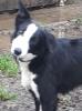 Luke - Border Collie