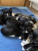 Katzenbabys /  Kitten