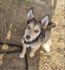 Solveig - Husky-Mix - lieb,  verspielt