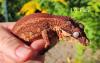 Rhacodactylus auriculatus (Höckerkopfgeckos) für HAMM