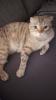 Scottish Fold,  4 Jahre alt und kastriert