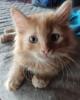 Selten weiblicher Garfield Kitten Katzenbaby 