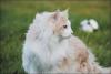 Norwegischer Waldkater - Deckkater in cream silver tabby cl white