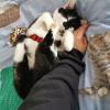 Allergienotfall! Verschmuste,  freundliche Katze