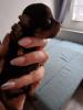 Yorkshire terrier welpen