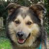 JOVI - männlich  3 Jahre  58 cm  28 kg  Collie-Mix  Gechipt  Kastriert