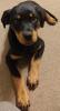 Ally sucht dringend ein neues liebevolles zu Hause 