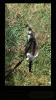 Ekh Katze sucht liebevolles Zuhause
