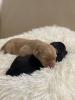 Labrador Welpen,  reinrassig,  Babylabradore