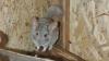 Chinchilla Angora Männchen