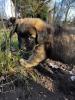 Süße Leonberger/ Germanischer Bärenhund Welpen