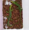Varanus Prasinus (Smaragdbaumwaran)