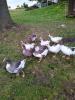 Suche oder tausche Fränkische Landgans