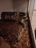 Königspython (python reigus) /  1.0 Mojave Ball /  Männlich /  NZ 2014