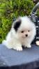 Spitz Welpe (Pomeranian)
