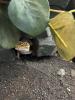 2 Leopardgeckos weiblich (dringend)