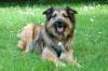 Sly - männlich 2 Jahre 52 cm 23 kg Briard-Mix Gechipt Nicht kastriert